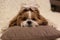 Portrait of a cute puppy dog shih tzu with bow lying on a couch at home