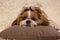 Portrait of a cute puppy dog shih tzu with bow lying on a couch at home