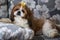 Portrait of a cute puppy dog shih tzu with bow lying on a couch at home