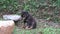 Portrait of cute puppy dog sit on the grass.