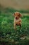 portrait of cute puppy Hungarian pointing dog, vizsla run on grass. field on background