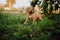 portrait of cute puppy Hungarian pointing dog, vizsla stay on grass. brown background