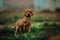 portrait of cute puppy Hungarian pointing dog, vizsla stay on grass. field on background