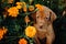 portrait of cute puppy Hungarian pointing dog, vizsla stay on grass in flowers