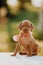 portrait of cute puppy Hungarian pointing dog, vizsla stay on white table. brown green background