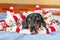 Portrait of cute puppy lying in a pile of toys in the shape of snowmen and looking up. Greedy pet has collected all its