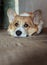 Portrait of cute puppy red Corgi dog lying on the floor and looks up at the host with devoted sad eyes