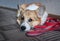 Portrait of cute puppy red Corgi dog with sad look lying on the Mat on a leash waiting for a walk with the owner