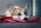 Portrait of cute puppy red Corgi dog with sad look lying on the Mat on a leash waiting for a walk with the owner