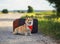 Portrait of cute puppy a red Corgi dog sits next to leather suitcases on the road waiting for transport while traveling on a