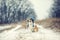 Portrait of a cute puppy red dog Corgi sitting in the Park on a winter day in a funny knitted hat during a heavy snowfall