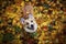 Portrait of a cute puppy red dog Corgi stands in the autumn Park against the background of colorful bright fallen maple leaves and