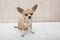 Portrait of a cute purebred chihuahua. Chihuahua puppy long-haired