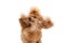 Portrait of cute purebred poodle posing, shaking head isolated over white studio background. Concept of domestic animals