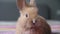 portrait of a cute rabbit close up