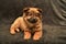 portrait cute red chow-chow puppy on a light brown background, red coat, purple tongue, lies and looks, wonderful family