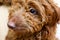 Portrait of cute red cockapoo puppy with curly hair looking towards camera