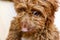 Portrait of cute red cockapoo puppy with curly hair looking towards camera