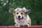 Portrait of a cute red dog Corgi puppy with big ears in a wreath of lilac flowers lying in a spring Sunny garden and smiling