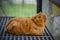 Portrait of cute red guinea pig. Close up.