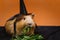 Portrait of cute red guinea pig in halloween costume.
