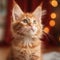 Portrait of a cute red Maine Coon kitten looking up. Portrait of an adorable Maine Coon kitty with thick red fur sitting in a