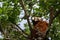 Portrait of a cute red panda smelling the air in a tree