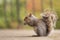 Portrait of a cute red squirrel eating a nut. Wildlife photography in the nature. Mammals feeding with nuts in the park. Gray