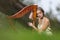 Portrait of Cute Relaxing Female Harpist Woman in Light Dress Playing the Harp  In Park Outdoor