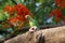 Portrait of a cute Rose Ringed Parakeet or also know as the Green Parrot  on the tree trunk