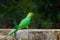 Portrait of a cute Rose Ringed Parakeet or also know as the Green Parrot  on the wall