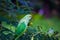 Portrait of a cute Rose Ringed Parakeet or also known as the Green Parrot sitting on top of the tree and eating