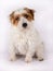 Portrait of a cute Rough Coated Jack Russell on a white background