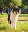 Portrait of cute rough collie dog at the park.