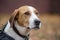 Portrait of cute russian hound close up. Pet animals