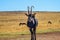 Portrait of a cute Sable Antelope in a game reserve