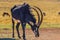 Portrait of a cute Sable Antelope in a game reserve