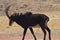 Portrait of a cute Sable Antelope in a game reserve