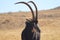 Portrait of a cute Sable Antelope in a game reserve