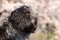Portrait of cute Schapendoes Dutch sheepdog