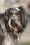 portrait of cute Schapendoes Dutch sheepdog