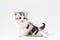 Portrait of cute scottish straight kitten bi-color spotted sitting against a white background