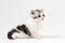 Portrait of cute scottish straight kitten bi-color spotted sitting against a white background