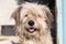 Portrait of a cute shaggy mixed breed dog