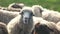 Portrait of cute sheep in herd looking at camera.