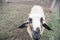 Portrait of cute sheep in herd looking at camera