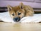 Portrait of cute Shiba Inu small dog puppy. Dogecoin. Red-haired Japanese dog smile portrait. Illuminating color