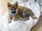 Portrait of cute Shiba Inu small dog puppy. Dogecoin. Red-haired Japanese dog smile portrait. Illuminating color