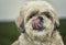 The portrait of cute shitzu pet dog
