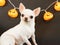 Portrait of  cute short hair white Chihuahua dog with Halloween pumpkin electric lantern